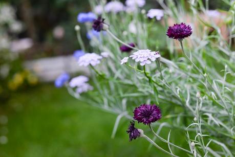 GIARDINAGGIO: PIANTE E FIORI PROFUMATI