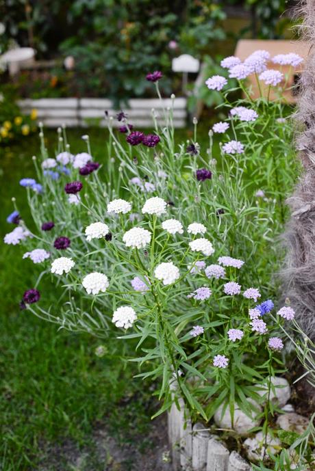 GIARDINAGGIO: PIANTE E FIORI PROFUMATI