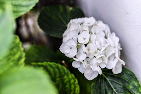 GIARDINAGGIO: PIANTE E FIORI PROFUMATI