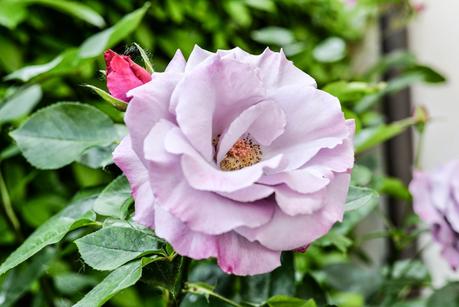 GIARDINAGGIO: PIANTE E FIORI PROFUMATI