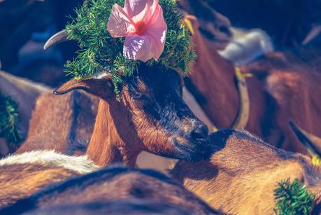 LA DESMONTEGADA IN VAL DI FIEMME [ PICCOLE GUIDE IN FOTOGRAFIE ®]