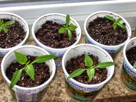 Contenitori per Orto con il Riciclo creativo Contenitori per Orto con il Riciclo creativo