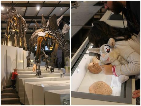 Il Museo dei Dinosauri di Bruxelles