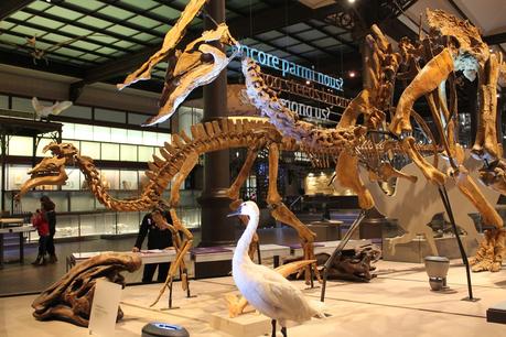 Il Museo dei Dinosauri di Bruxelles