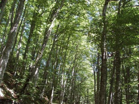 Rinascono le foreste? Ripristinati a breve 60milioni di ettari di foresta?