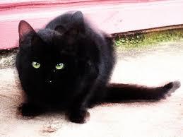 Risultati immagini per gatti neri