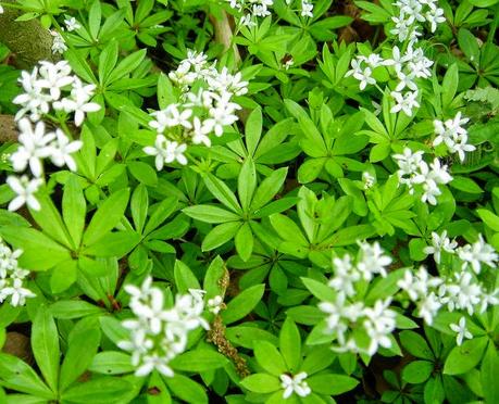 L'Asperula Odorata, per disintossicarsi in primavera L'Asperula Odorata, per disintossicarsi in primavera
