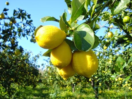 Incipit a cazzo di libri che non scriverò mai (N°1): La simmetria della morte e limoni raccolti per terra