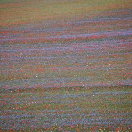 In silenzio dentro un acquerello: la fioritura di Castelluccio di Norcia