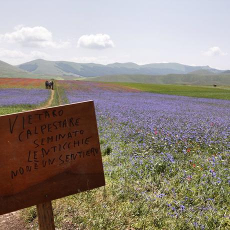 In silenzio dentro un acquerello: la fioritura di Castelluccio di Norcia