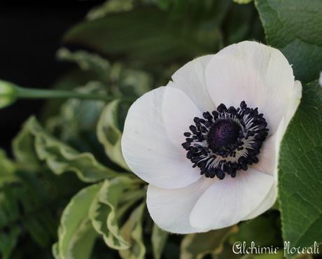 Stagionalità dei fiori: fine inverno-inizio primavera