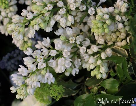 Stagionalità dei fiori: fine inverno-inizio primavera