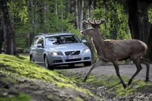 Incidente_animali_pelosi_collezioneicuccioli