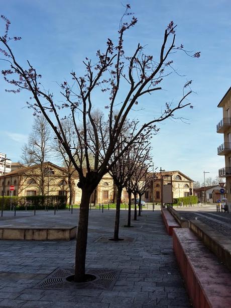 La magia  dei prugni in fiore di Piazza Grandi