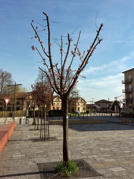 La magia  dei prugni in fiore di Piazza Grandi