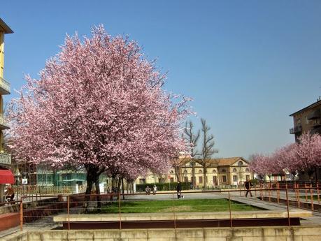 La magia  dei prugni in fiore di Piazza Grandi