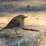 Il coraggio del pettirosso