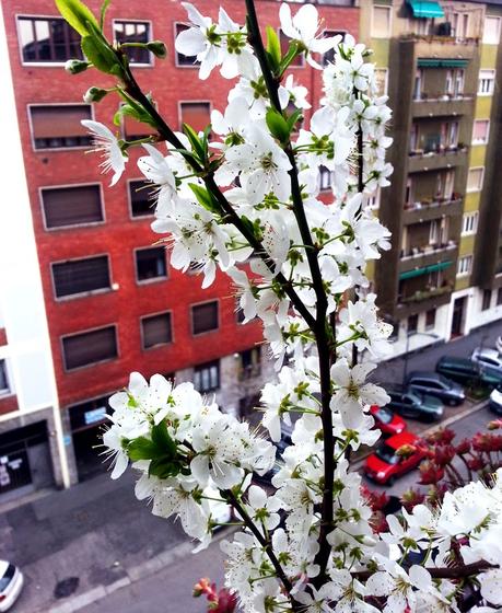 Primavera e un po' del  mio pollice verde...a casa e al lavoro!