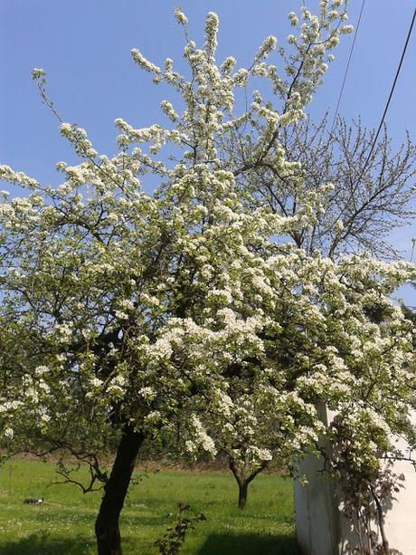 Il risveglio della natura