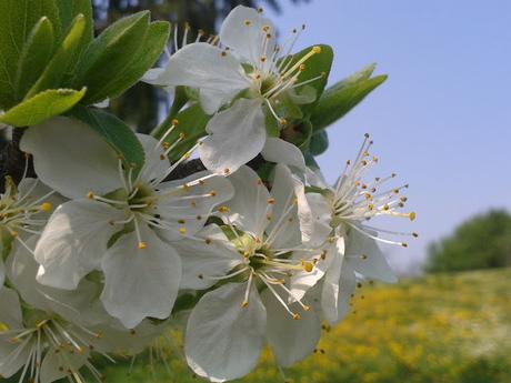 Il risveglio della natura