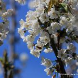 fiori di ciliegio