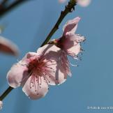 fiori di pesco