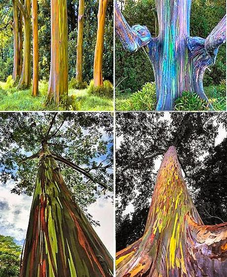 Spettacolare albero multicolor - Eucalyptus deglupta -