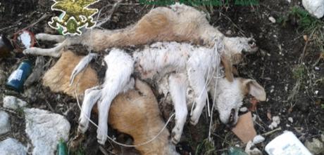 Uccide a bastonate tre cagnolini, ora rischia il carcere