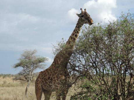 Sconfinato, magnetico, emozionante Serengeti