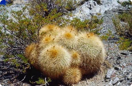 Pampa_leoncito1 Pampa_leoncito1