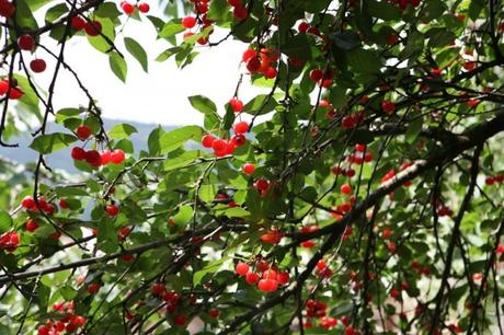 Le ciliegie di Marano distrutte dai rifiuti ciliegie di Marano