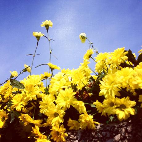 La domenica perfetta: sole, cielo blu, e Navigli in fiore!