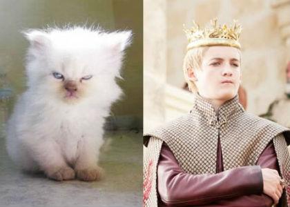 cat-of-thrones-11