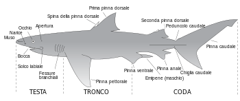 Anatomia di uno squalo