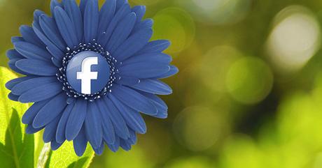 fiore con facebook