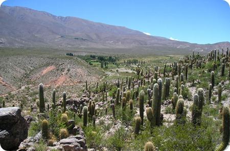 tafi_cardones-amaicha-del-valle tafi_cardones-amaicha-del-valle