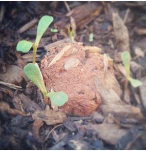 Come realizzare le bombe di semi bombe di semi.2