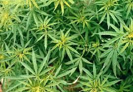 Marijuana sintetica. Il governatore dello stato di New York Andrew Cuomo lancia l’allarme