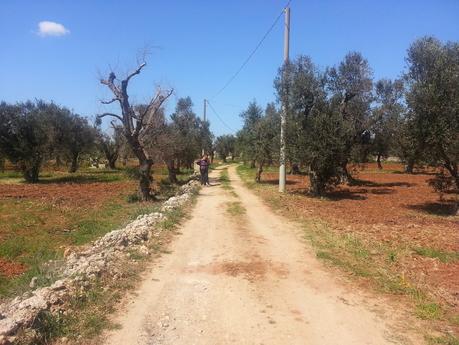 Osservazioni su Oliveto colpito dal CoDiRo nel 2013 effettuate il 20 aprile 2015 a Gallipoli (Lecce) zona “la castellana”