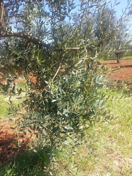 Osservazioni su Oliveto colpito dal CoDiRo nel 2013 effettuate il 20 aprile 2015 a Gallipoli (Lecce) zona “la castellana”