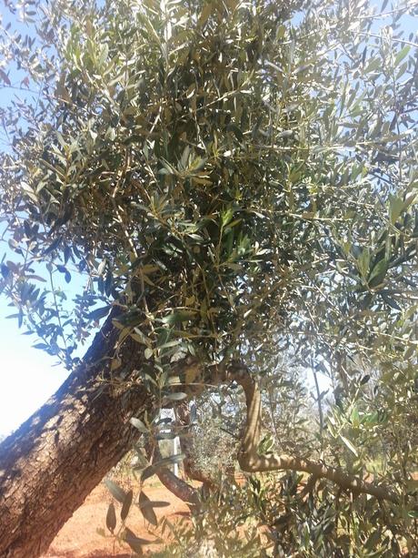 Osservazioni su Oliveto colpito dal CoDiRo nel 2013 effettuate il 20 aprile 2015 a Gallipoli (Lecce) zona “la castellana”