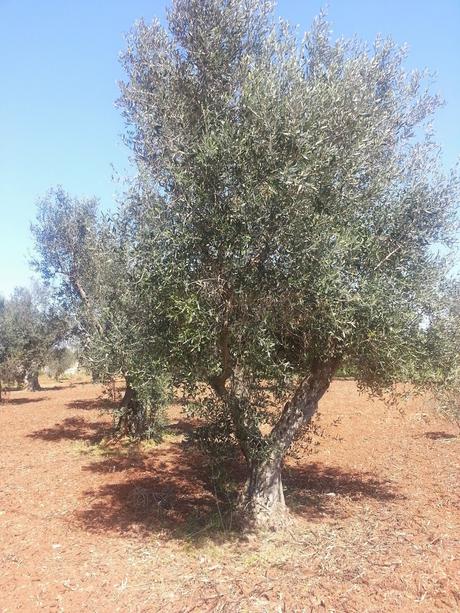 Osservazioni su Oliveto colpito dal CoDiRo nel 2013 effettuate il 20 aprile 2015 a Gallipoli (Lecce) zona “la castellana”