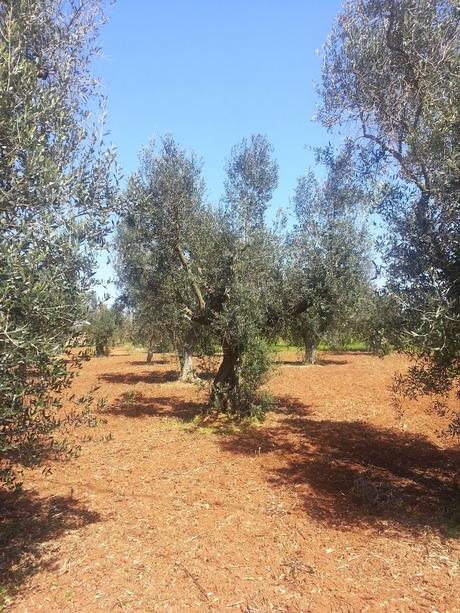 Osservazioni su Oliveto colpito dal CoDiRo nel 2013 effettuate il 20 aprile 2015 a Gallipoli (Lecce) zona “la castellana”