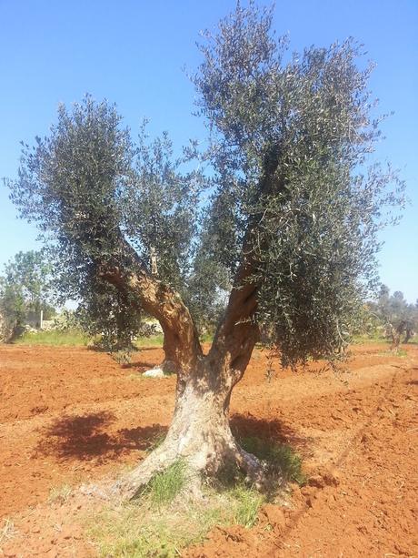 Osservazioni su Oliveto colpito dal CoDiRo nel 2013 effettuate il 20 aprile 2015 a Gallipoli (Lecce) zona “la castellana”