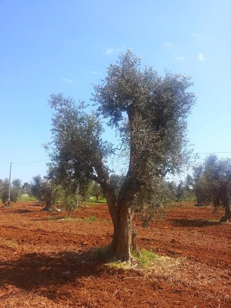 Osservazioni su Oliveto colpito dal CoDiRo nel 2013 effettuate il 20 aprile 2015 a Gallipoli (Lecce) zona “la castellana”
