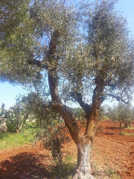 Osservazioni su Oliveto colpito dal CoDiRo nel 2013 effettuate il 20 aprile 2015 a Gallipoli (Lecce) zona “la castellana”