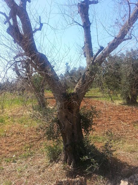 Osservazioni su Oliveto colpito dal CoDiRo nel 2013 effettuate il 20 aprile 2015 a Gallipoli (Lecce) zona “la castellana”