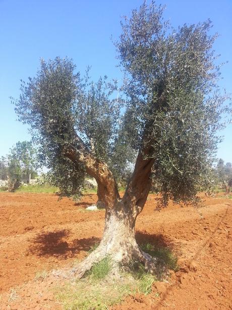 Osservazioni su Oliveto colpito dal CoDiRo nel 2013 effettuate il 20 aprile 2015 a Gallipoli (Lecce) zona “la castellana”