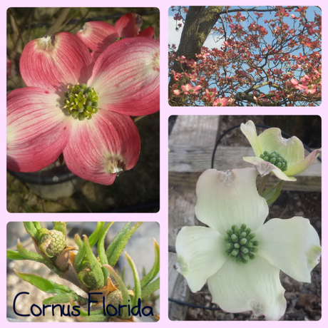 cornus florida