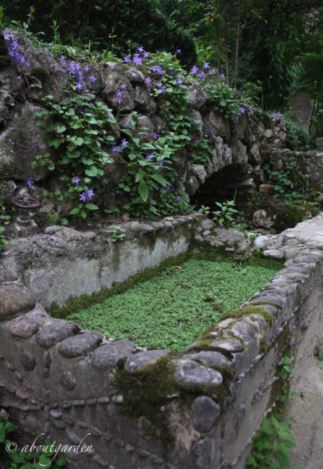 campanula bordo vasca